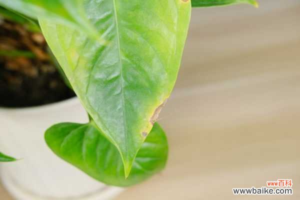 红掌冻伤了还能活吗