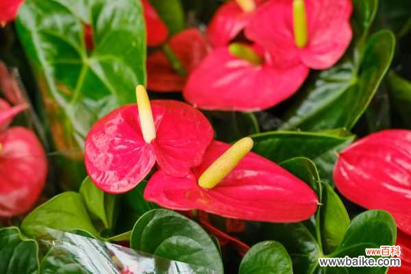 红掌冻伤了还能活吗