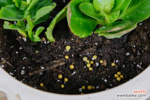 长寿花叶子又小又密怎么办