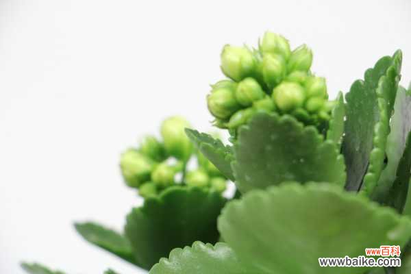 长寿花叶子又小又密怎么办