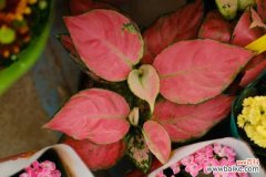 如意皇后叶子软了下垂怎么办