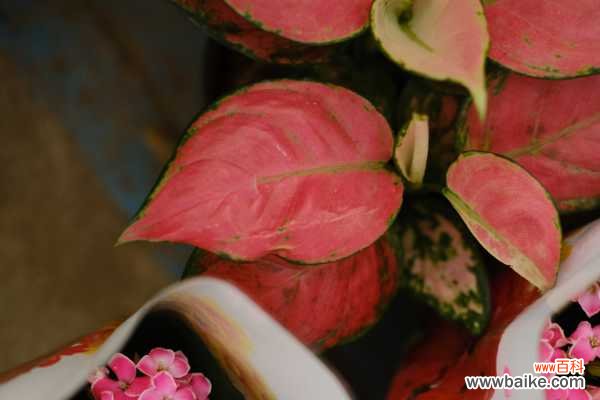 如意皇后叶子软了下垂怎么办