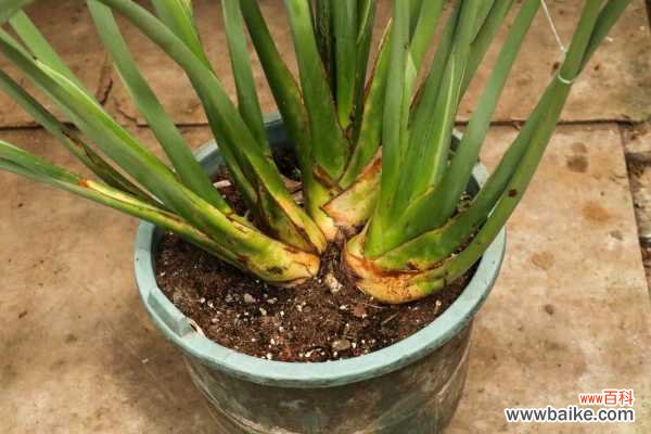 兰花叶片长黑斑是什么原因