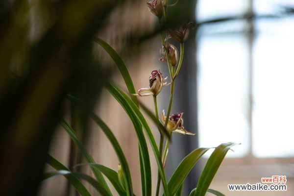 兰花叶片长黑斑是什么原因