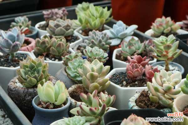 多肉枯萎了还能活吗