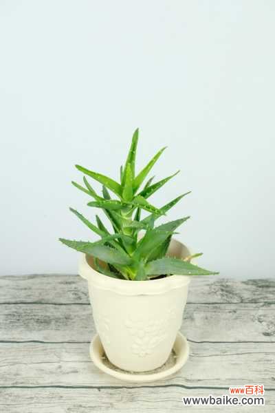 芦荟变成红色是怎么回事