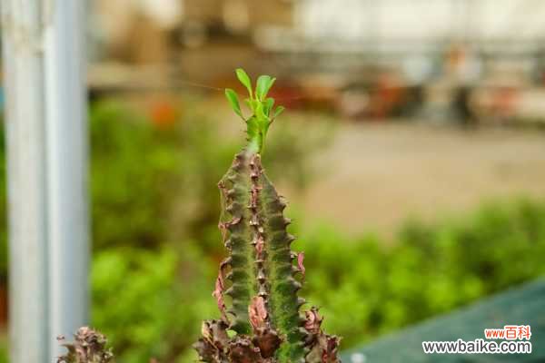 龙骨叶子干枯怎么回事