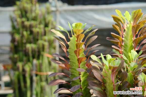 龙骨叶子干枯怎么回事