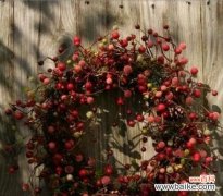 寓意爱情的树有哪些？它们分别代表什么含义？