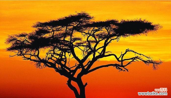 寓意爱情的树有哪些?它们分别代表什么含义?