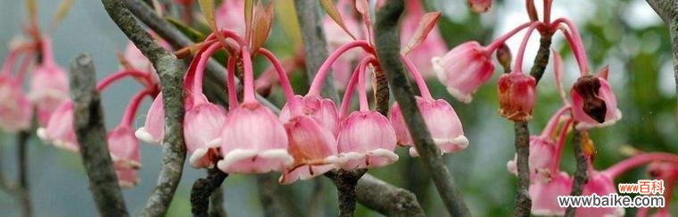 寓意爱情的树有哪些?它们分别代表什么含义?