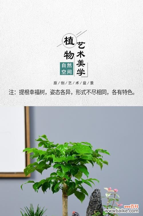 寓意好的盆景树有哪些？如何挑选适合的盆景树？