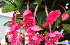 寓意吉祥的年宵花有哪些？如何挑选适合的年宵花？