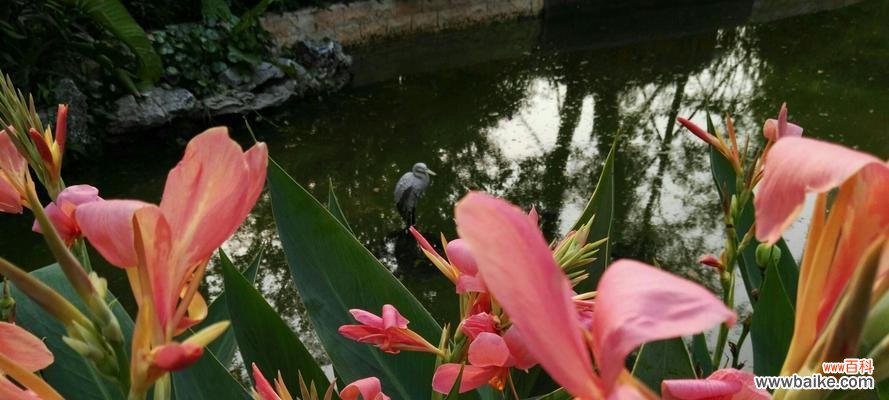 寓意金榜题名的花是什么？如何用花卉表达祝福？