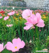 寓意金榜题名的花是什么？如何用花卉表达祝福？