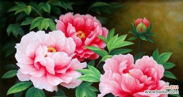 寓意金榜题名的花是什么？如何用花卉表达祝福？