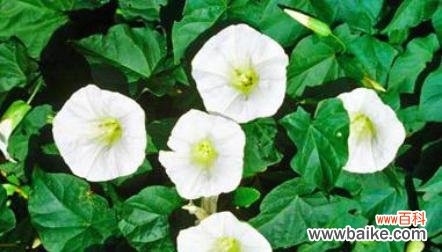 月光花的花语是什么？它在文化中承载了哪些意义？