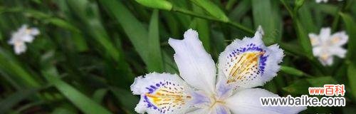 月光花的花语是什么？它在文化中承载了哪些意义？