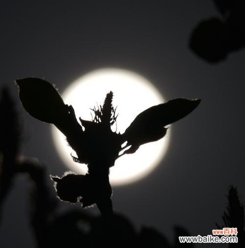 月光花的花语是什么？它在文化中承载了哪些意义？