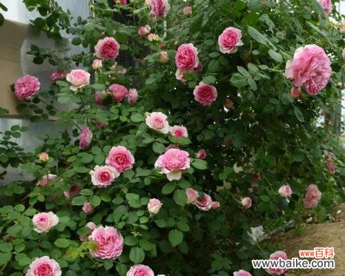 月季春化是什么意思？如何正确进行月季春化处理？