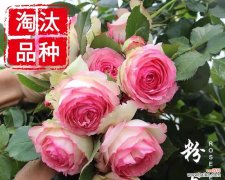 月季春化什么意思？如何正确进行月季春化处理？