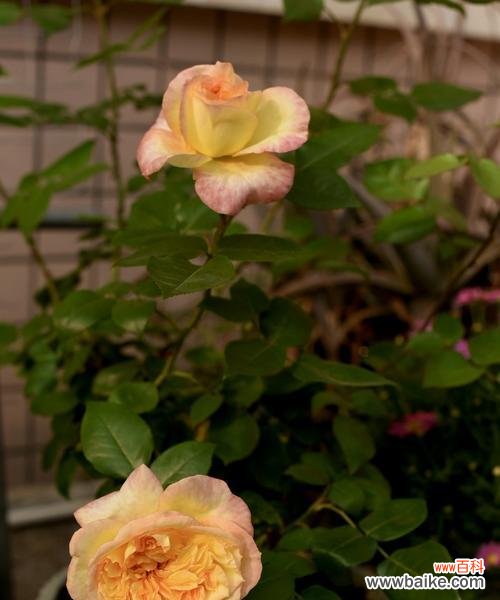 月季春化什么意思？如何正确进行月季春化处理？