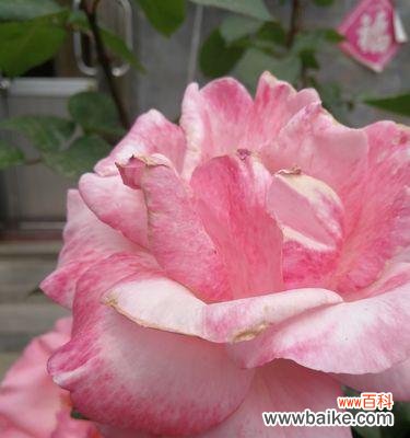 月季花语是什么?有哪些关于月季的美丽传说?