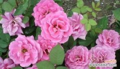 月季花代表什么意思？月季花的花语有哪些？