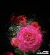 月季花何时绽放？它的花语又代表了什么？