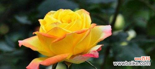 月季花语代表什么意思？如何解读月季的花语含义？