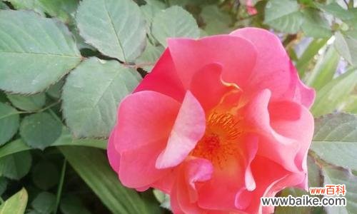 月季花语代表什么意思？如何解读月季的花语含义？