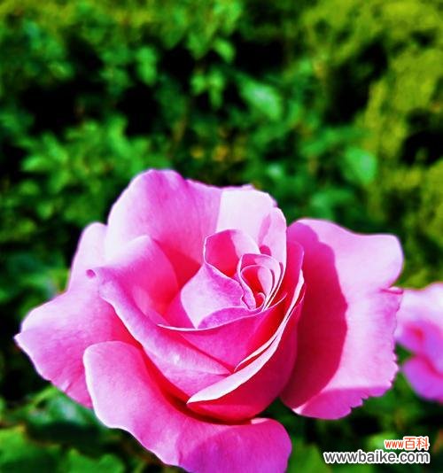 月季花语是什么?月季代表的意义有哪些?