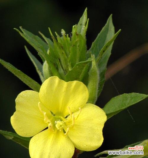 月见草的花语是什么?有哪些关于月见草的传说故事?