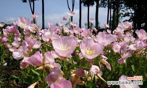 月见草的花语是什么?有哪些关于月见草的传说故事?