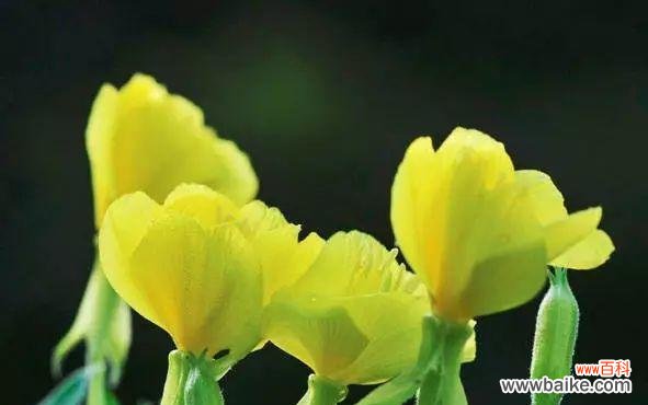 月见草的花语是什么?有哪些关于月见草的传说故事?