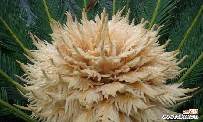 铁树开花的秘诀是什么?铁树开花有何特殊含义?