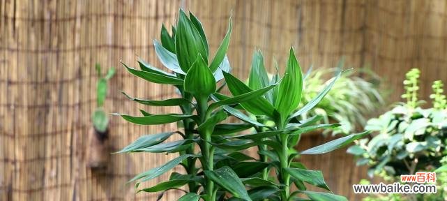 招财树的花语象征是什么？寓意有哪些常见问题？