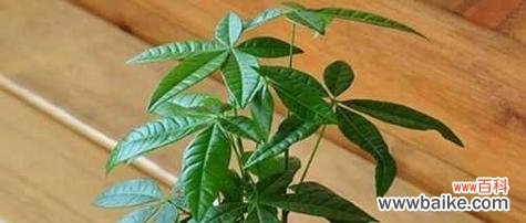 招财树的花语象征是什么？寓意有哪些常见问题？