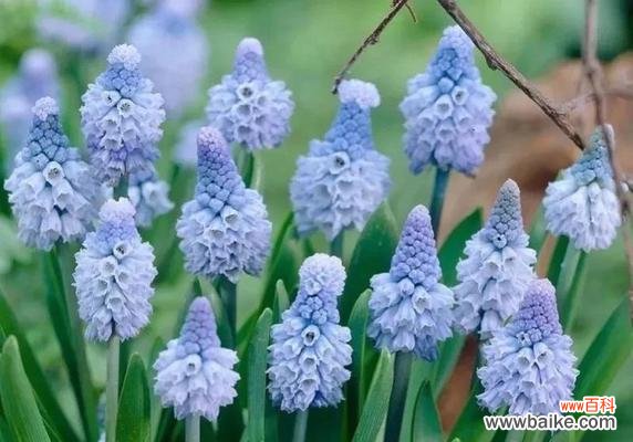 你知道这五种代表友谊的花吗？它们各自有什么含义？