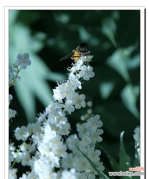 珍珠梅的花语是什么?了解珍珠梅的象征意义和文化背景?