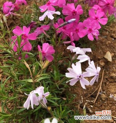 芝樱的花语是什么？它的名称由来有何含义？