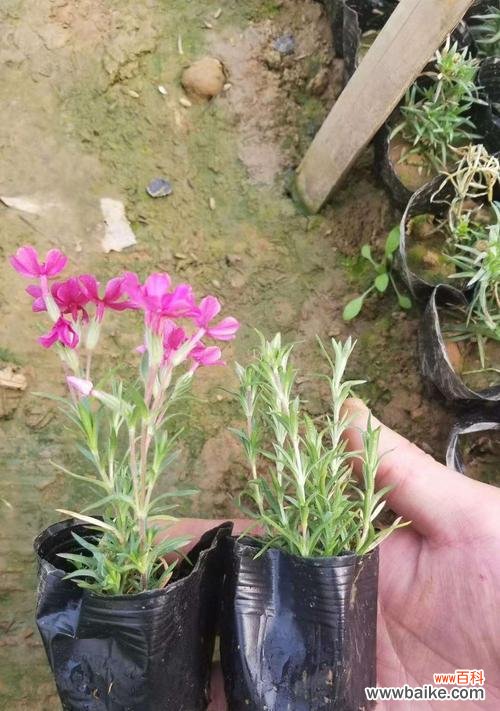 芝樱的花语是什么？它的名称由来有何含义？