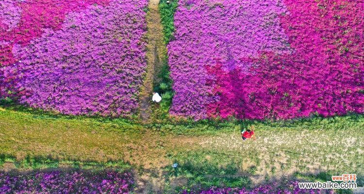 芝樱的花语是什么？它的名称由来有何含义？