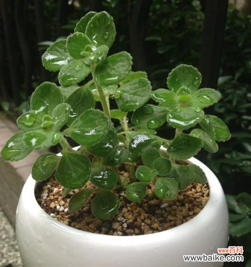 教你轻松掌握成功率高的扦插技巧 碰碰香的扦插生根技巧