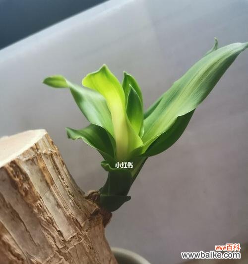 一株木本植物的发芽、成长与繁衍 巴西木的生长过程