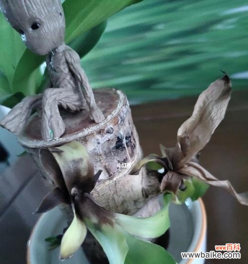 一株木本植物的发芽、成长与繁衍 巴西木的生长过程