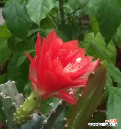 全面解析令箭荷花的养护方法和技巧 令箭荷花怎么养才能开花？