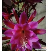 全面解析令箭荷花的养护方法和技巧 令箭荷花怎么养才能开花？