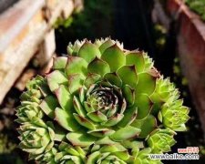 如何让观音莲多肉开出美丽的花朵？ 观音莲多肉开花养护指南