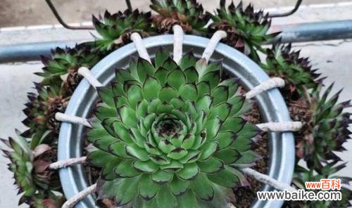 如何让观音莲多肉开出美丽的花朵？ 观音莲多肉开花养护指南